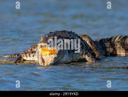 Un crocodile du Nil (Crocodylus niloticus) qui se couche sous le soleil du matin. Kenya, Afrique. Banque D'Images