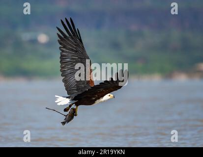 Un aigle-poisson africain (Haliaeetus vocifer) qui vole avec une prise de poisson. Kenya, Afrique. Banque D'Images