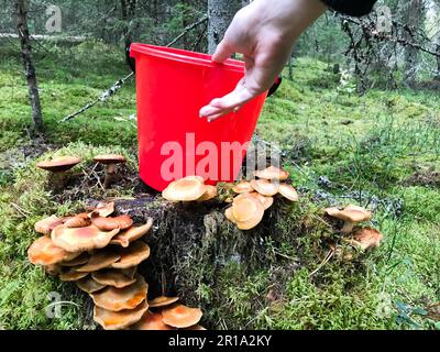 Belle main femelle prend un seau en plastique rouge de la souche avec beaucoup de délicieux champignons comestibles dans la forêt sur le fond des arbres. Banque D'Images