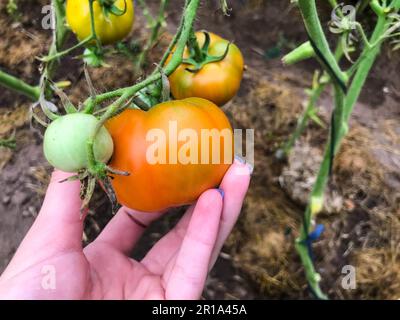 des tomates vertes et non mûres sont suspendues sur la brousse. fruits frais de légumes. culture du verre. culture de légumes dans le jardin. produits écologiques. en bonne santé Banque D'Images