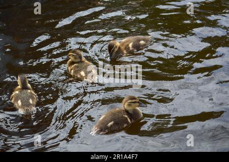 Petits canetons naturels et doux, canards aquatiques avec ailes et béks nagent sur l'eau de la rivière, de la mer, du lac, de l'étang. Banque D'Images