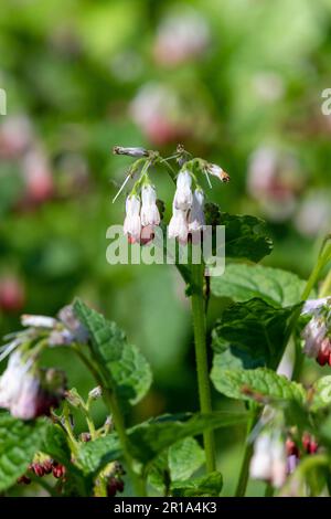 Gros plan des fleurs de comfrey rampant (symphytum grandiflorum) en fleurs Banque D'Images