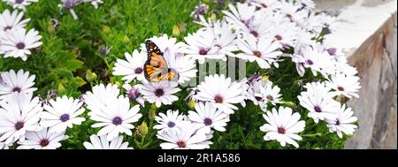 Papillon sur fleurs blanches au soleil Banque D'Images