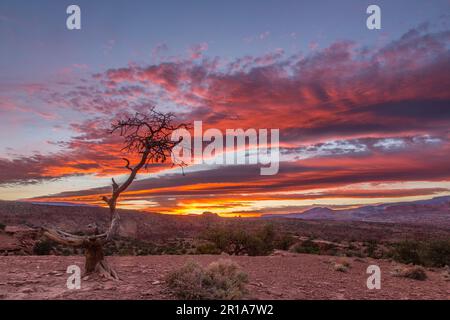 Un ciel de coucher de soleil coloré avec un petit pin à pignons en face dans le parc national de Capitol Reef dans l'Utah. Banque D'Images