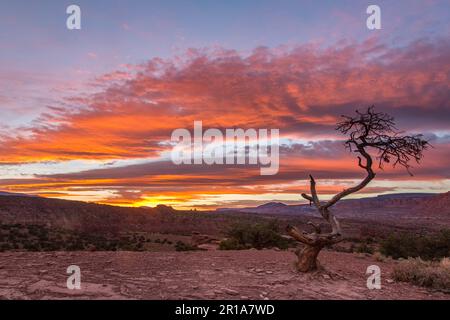 Un ciel de coucher de soleil coloré avec un petit pin à pignons en face dans le parc national de Capitol Reef dans l'Utah. Banque D'Images