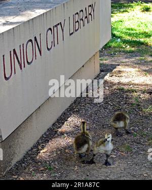 Bernaches du Canada, Branta canadensis, gooisillons à côté de la bibliothèque publique d'Union City dans le parc William Cann Civic Center, Californie Banque D'Images