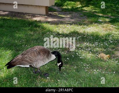 Bernache du Canada, Branta canadensis, à côté de la bibliothèque publique d'Union City, dans le parc du centre civique William Cann, en Californie Banque D'Images