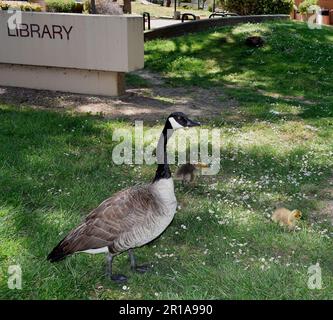 Bernache du Canada, Branta canadensis, à côté de la bibliothèque publique d'Union City, dans le parc du centre civique William Cann, en Californie Banque D'Images