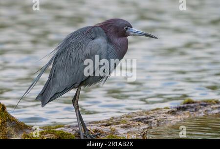 Petit héron bleu assis au bord du lac par temps froid avec des plumes de ronflement du vent. Banque D'Images