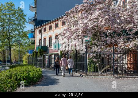 Floraison de Magnolia dans le parc de Stromparken au printemps à Norrkoping. Norrkoping est une ville industrielle historique de Suède Banque D'Images