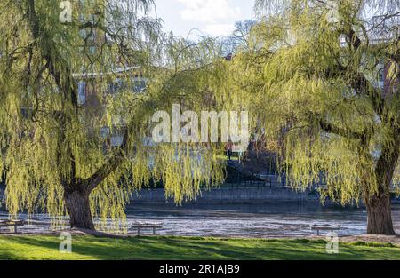 Soirée de printemps dans le parc en bord de mer Strömparken à Norrköping. Norrköping est une ville industrielle historique de Suède Banque D'Images