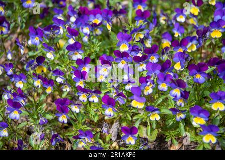 Arrière-plan de fleurs de primrose. Primrose, ou primrose lat. Primula est un genre de plantes de la famille des Primulacées de l'ordre des Ericales. Jardin, rur Banque D'Images