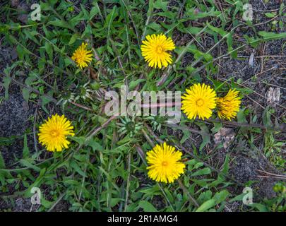 Vue de dessus des bourgeons en pissenlits et fermés. Pissenlit lat. Taraxacum est un genre de plantes herbacées vivaces de la famille Aster, ou Compositae Banque D'Images