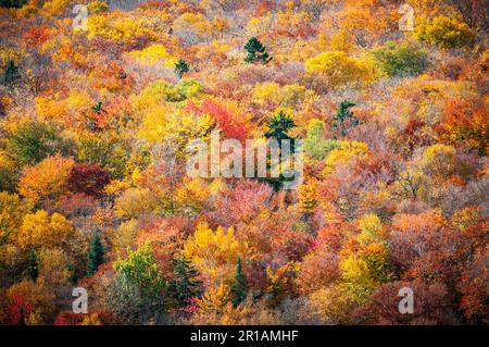 Très belle forêt avec motif de feuilles d'automne dans le parc national Banque D'Images