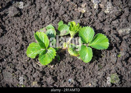 Feuilles vertes de semis de fraise dans le jardin. Jardin fraise - lat. Fragaria moschata est une plante herbacée vivace, une espèce de TH Banque D'Images