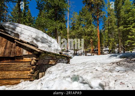 Ancienne cabine et séquoia géant dans le parc Natiional de Kings Canyon Banque D'Images