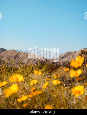 Fleurs sauvages jaunes dans la réserve de Mission Creek avec des montagnes en arrière-plan à Desert Hot Springs, Californie Banque D'Images