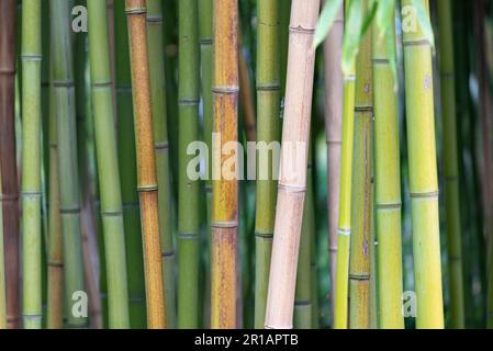 Wisteria. Au printemps, des fleurs de wisteria violettes fleurissent au-dessus de l'eau. Belle fleur de treillis en fleurs dans le parc. Banque D'Images