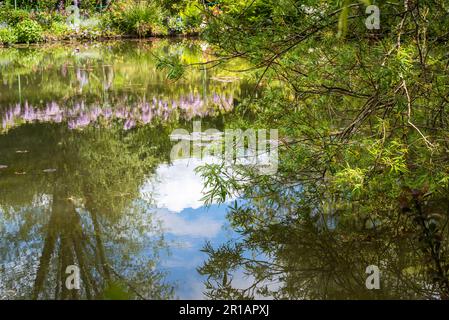 Nénuphars, nuages et reflets du ciel dans les jardins de Claude Monet à Giverny, France. Banque D'Images