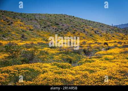 Une vallée pleine ou jaune et orange des coquelicots mexicains un jour de printemps en Arizona Banque D'Images