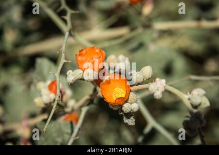 Le mélège orange de Munro (Sphaeralcea munroana), également connu sous le nom de Globemallow de Munro avec un cactus saguaro flou en arrière-plan dans le sunlig direct Banque D'Images