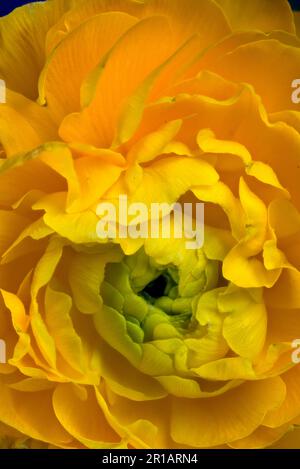 Gros plan d'un Ranunculus jaune Banque D'Images