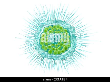 Bactéries gros plan, micro-organismes protozoaires unicellulaires. Illustration en couleur pour l'impression dans des manuels scolaires, brochures médicales, autocollants, affiches et autres imprimés. Microbiologie. Illustration de haute qualité Banque D'Images