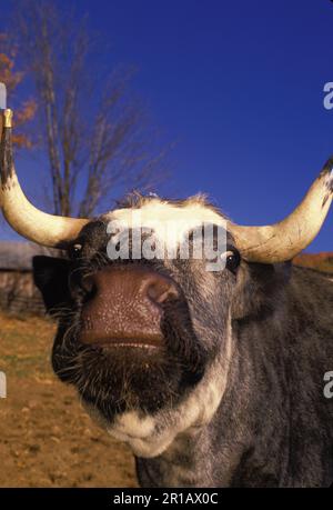 Un gros plan sur le boeuf, 3/4 Shorthorn 1/ 4th Holstein, dans le champ d'automne avec des pointes de laiton sur les cornes, Orange County, Vermont, États-Unis d'Amérique Banque D'Images