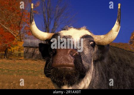 OX 3/4 Shorthorn 1/ 4th Holstein oxen dans le champ d'automne avec pointes de corne en laiton, Orange County, Vermont, États-Unis d'Amérique Banque D'Images