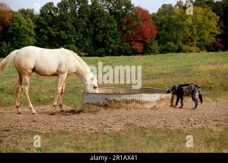 Amis peu probables: White Horse et le chien tacheté partagent une boisson d'eau de la cuvette métallique dans le champ, Missouri, Etats-Unis Banque D'Images