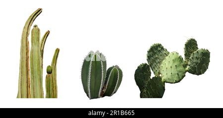 Avec différents cactus magnifiques sur fond blanc. Bannière Banque D'Images