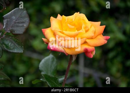 Belle et romantique fleurs de rose jaune avec des feuilles vertes fleurissent au printemps Banque D'Images
