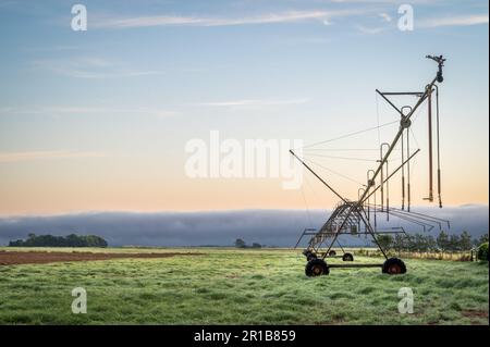 Le soleil levant brûle lentement le brouillard dans un enclos de ferme de pâturage amélioré révélant une rampe d'irrigation sur les Tablelands d'Atherton en Australie. Banque D'Images