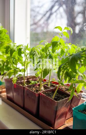 Gros plan de semis de petites feuilles fines vertes d'une plante de tomate dans un récipient poussant à l'intérieur du sol au printemps. Semis sur le rebord de la fenêtre Banque D'Images