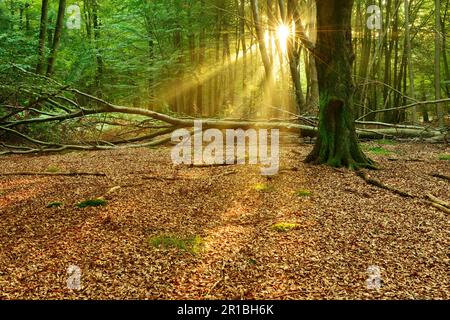 Forêt de hêtre inondée de lumière et intacte avec beaucoup de bois mort en début de matinée, soleil qui brille par le brouillard, Reinhardswald, Hesse, Allemagne Banque D'Images