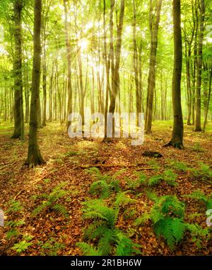 Forêt de hêtres inondée de lumière, soleil brillant à travers la brume, fougère couvrant le fond de la forêt, près de Naumburg, Burgenlandkreis, Saxe-Anhalt, Allemagne Banque D'Images