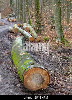 Forêt de feuillus de Maulbronn en hiver Banque D'Images