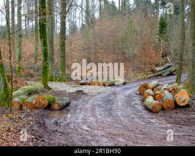Maulbronn, Bade-Wurtemberg, Allemagne. Forêt de feuillus de Maulbronn en hiver, chemin forestier Banque D'Images