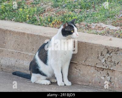 Gros plan d'un chat noir et blanc à Oklahoma Banque D'Images
