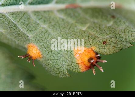 Champignon de la rouille (Gymnosporangium cornutum) sur le dessous d'une feuille de sa plante hôte, le rowan européen commun (Sorbus aucuparia), Valais, Suisse Banque D'Images