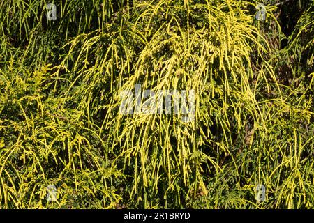 Sawara Cypress Chamaecyparis pisifera 'Filifera Aurea' Banque D'Images