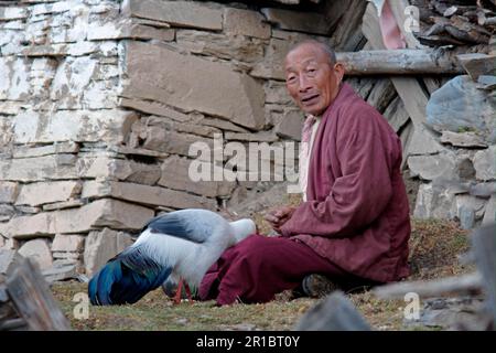 Épris-phesant blanc (Crossoptilon crossoptilon) adulte, nourri par le moine bouddhiste, Temple Zhuo Ke, près de Maerkang, Sichuan, Chine Banque D'Images