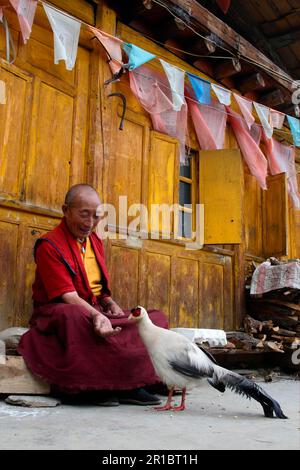 Faisan blanc élevé (Crossoptilon crossoptilon) adulte, nourri par le moine tibétain dans le temple, Maerkang, Sichuan, Chine Banque D'Images