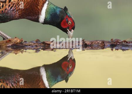 Faisan commun (Phasianus colchicus), homme adulte, gros plan de la tête, debout au bord de la piscine, avec réflexion, West Yorkshire, Angleterre, Uni Banque D'Images