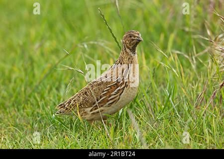 Caille européenne, caille européenne, oiseaux de poulet, animaux, oiseaux, Quails, Quail commun (Coturnix coturnix) adulte mâle, debout sur le terrain de set-a-Side Banque D'Images