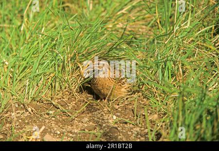 Caille européenne, caille européenne, caille européenne commune (Coturnix coturnix), caille européenne, oiseaux de poulet, animaux, oiseaux, Quails, Quail commun Banque D'Images