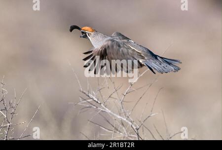 Caille gambel de Gambel (Callipepla gambelii), homme adulte, à la voile, réserve naturelle nationale Bosque del Apache, New utricularia ochroleuca (U.) Banque D'Images