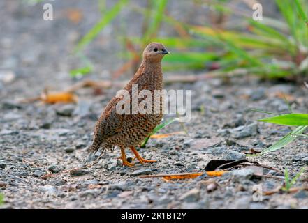 Caille brune (Coturnix ypsilophora), adulte se promenant sur un sentier de poney, sud-est du Queensland, Australie Banque D'Images