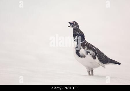 Rock Ptarmigan (Lagopus mutus) adulte femelle, plumage blanc d'hiver, debout sur la neige parmi les rochers, Cairngorms N. P. Highlands, Écosse, United Banque D'Images