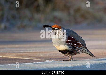 Gambel's Quail (Callipepla gambelii) adulte mâle, marchant sur un sol couvert de gel, refuge national de la faune de Bosque del Apache, Nouveau-Mexique (U.) S. A. Banque D'Images